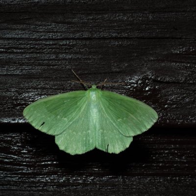 Geometra papilionaria (zelenopláštník březový), SK, Štôla