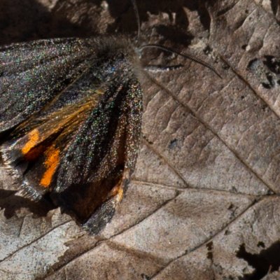 Boudinotiana notha (černoproužka osiková), PP Augšperský potok