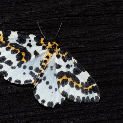 Abraxas grossulariata (skvrnopásník angreštový), SK, Štôla