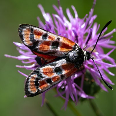 Zygaena carniolica (vřetenuška ligrusová), HR, Slunjčica