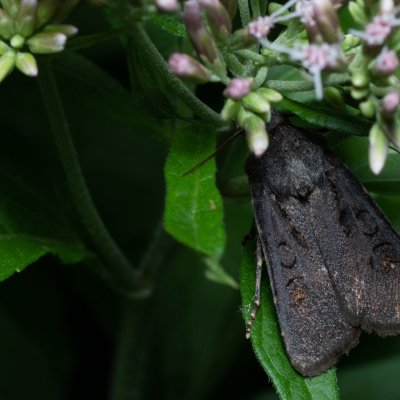 Euxoa nigricans (osenice černavá), Augšperský potok