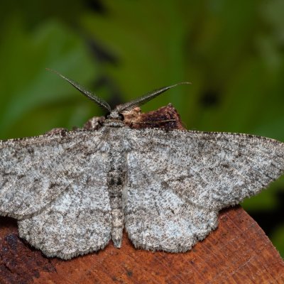 Hypomecis punctinalis (různorožec ovocný), PR Bosonožský hájek