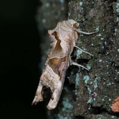 Phlogophora meticulosa (blýskavka mramorovaná), Žebětín
