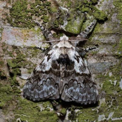 Calliteara abietis (štětconoš smrkový), NPR Radostínské rašeliniště