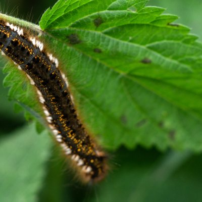 Euthrix potatoria (bourovec trávový), Lhotky