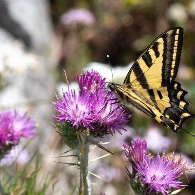 Papilio alexanor (otakárek středomořský), GR, Pantokrator, Korfu