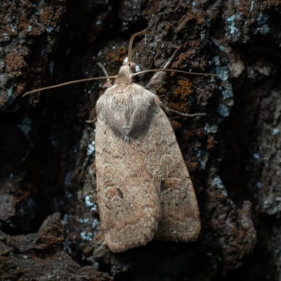 Agrochola laevis (polnice šťovíková), Kývalka