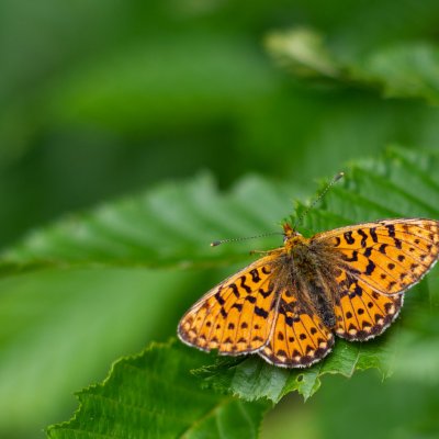 Boloria euphrosyne (perleťovec fialkový), Přírodní park Rakovecké údolí