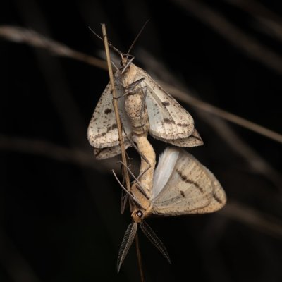 Aspitates gilvaria (-), PP Černice