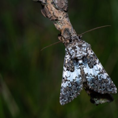 Hadena compta (můra kartouzková), Havranické vřesoviště