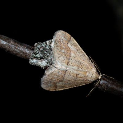Agriopis marginaria (tmavoskvrnáč habrový), Žebětín