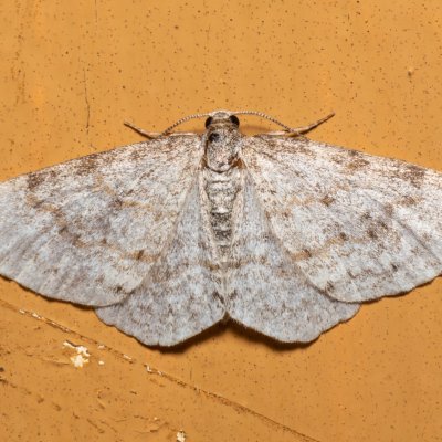 Hydrelia sylvata (píďalka olšinová), SK, Štôla