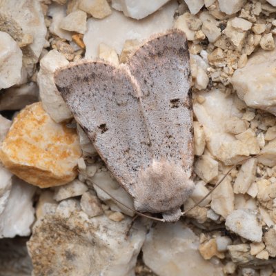 Chersotis margaritacea (osenice svízelová), lom Perná