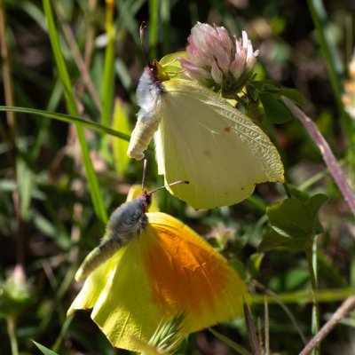 Gonepteryx cleopatra (žluťásek půvabný), GR, Spartilas, Korfu