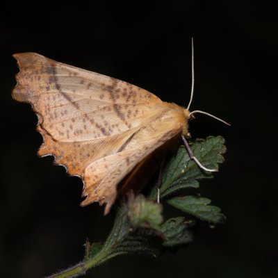 Ennomos autumnaria (zejkovec podzimní), NPP Na Adamcích