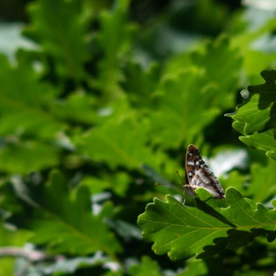 Apatura ilia (batolec červený), Podkomorské lesy