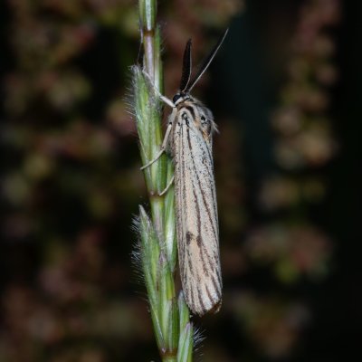 Spiris striata (přástevník jestřábníkový), Havranické vřesoviště