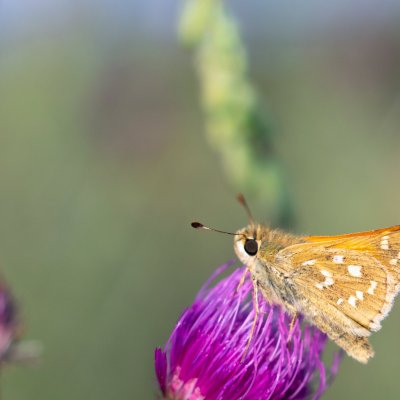 Hesperia comma (soumračník čárkovaný), PP Černice