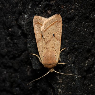 Agrochola macilenta (polnice buková), Žebětín