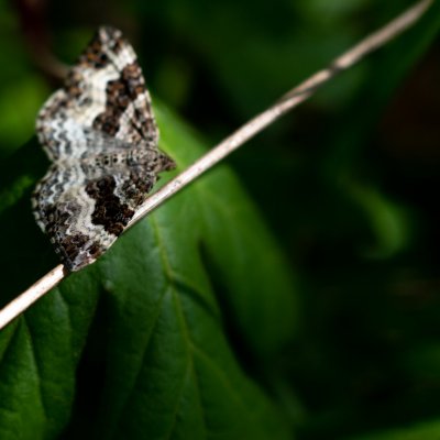 Epirrhoe alternata (píďalka obecná), Hornek