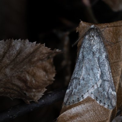 Alsophila aescularia (hedvábnice jarní), Žebětín