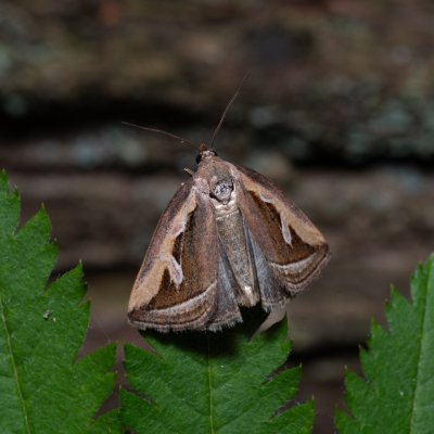 Deltote uncula (světlopáska bahenní), NPR Radostínské rašeliniště