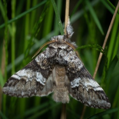 Drymonia dodonaea (hřbetozubec hnědý), Podkomorské lesy, Kopeček