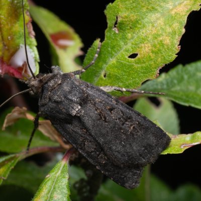 Euxoa nigricans (osenice černavá), PP Na cvičišti