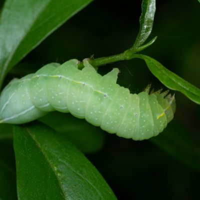Amphipyra pyramidea (blýskavka ořešáková), Žebětín