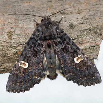 Melanchra persicariae (můra černá), Nebovidy