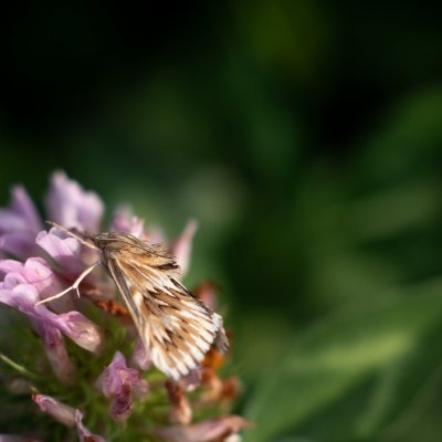 Cynaeda dentalis (zavíječ hadincový), Podkomorské lesy