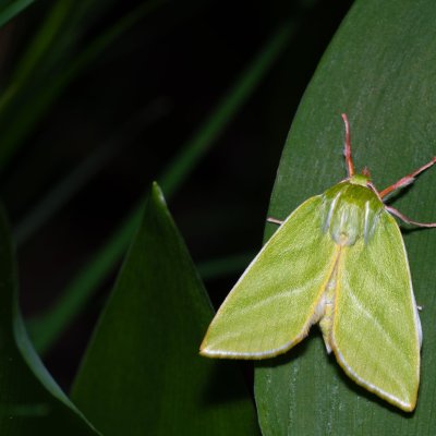 Pseudoips prasinana (zeleněnka buková), Žebětín