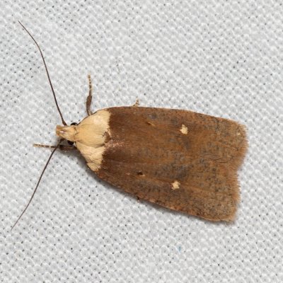 Agonopterix furvella (plochuška třemdavová), Hády