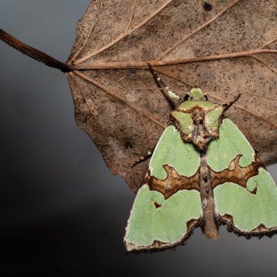 Staurophora celsia (travařka ozdobná), Hodonín - Zbrod