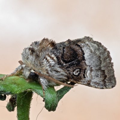 Colocasia coryli (běloskvrnka lísková), IT, Kuens, Jižní Tyrolsko