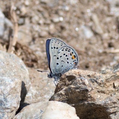 Agriades optilete (modrásek stříbroskvrnný), IT, Pfelders - Plan, Jižní Tyrolsko