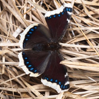 Nymphalis antiopa (babočka osiková), PR Pavlovské mokřady