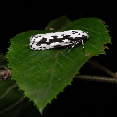 Ethmia pusiella (skvrnuška pomněnková), NPP Jeskyně Pekárna