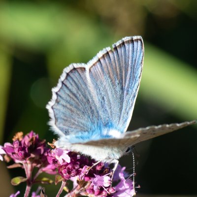 Polyommatus daphnis (modrásek hnědoskvrnný), Vilémovice