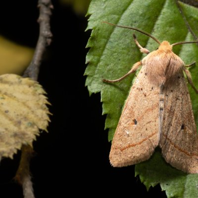 Agrochola macilenta (polnice buková), Žebětín