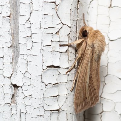 Mythimna impura (plavokřídlec luční), SK, Štôla