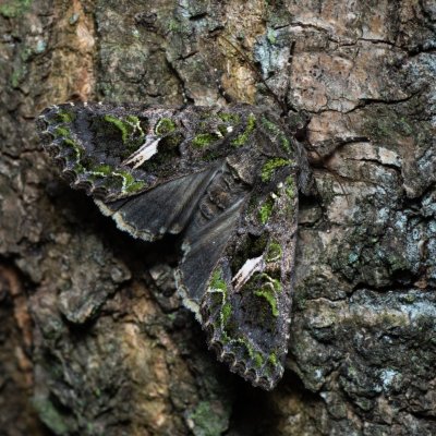 Trachea atriplicis (blýskavka lebedová), Augšperský potok