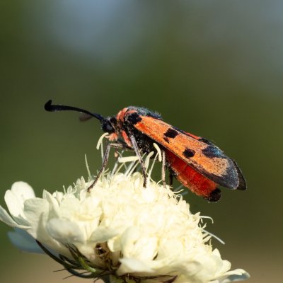 Zygaena laeta (vřetenuška pozdní), PR Kamenný vrch