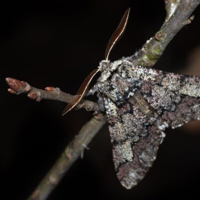 Biston strataria (drsnokřídlec lipový), Kamenný vrch