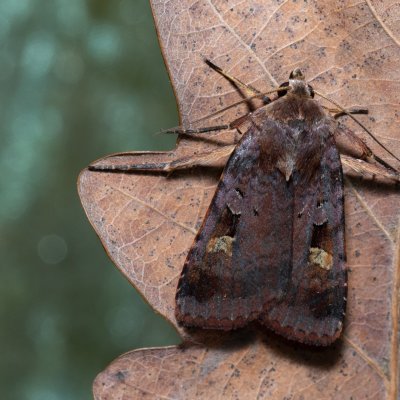 Diarsia brunnea (osenice hnědá), NPP Jeskyně Pekárna