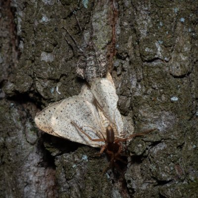 Agriopis marginaria (tmavoskvrnáč habrový), Žebětín