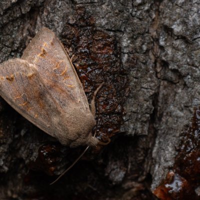 Perigrapha munda (jarnice černoskvrnná), Pouzdřanský rybník