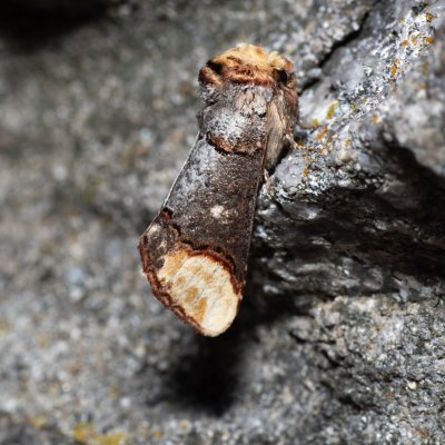 Phalera bucephala (vztyčnořitka lipová), SK, Štôla