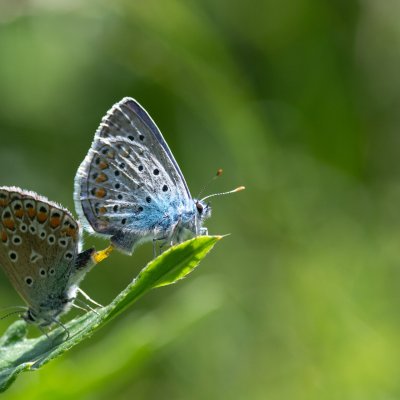 Polyommatus icarus (modrásek jehlicový), Přírodní park Rakovecké údolí