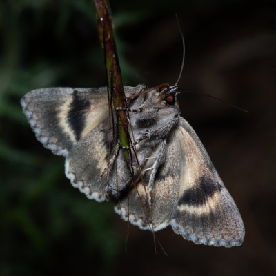 Catocala eutychea (-), GR, Myrtidion monastery, Korfu